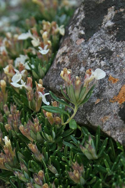 Teucrium montanum, Camedrio montano