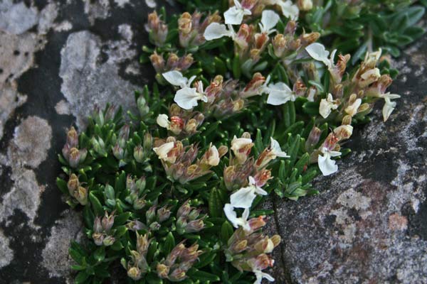 Teucrium montanum, Camedrio montano