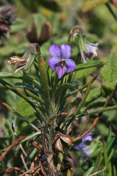 Viola arborescens, Viola cespugliosa, Friobas