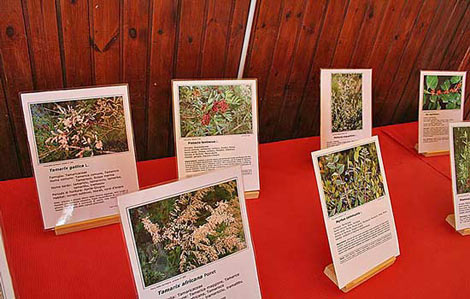 Mostra Fotografica Flora di Sadegna 2006