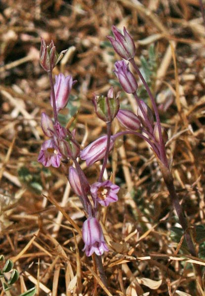Allium parciflorum, Aglio paucifloro