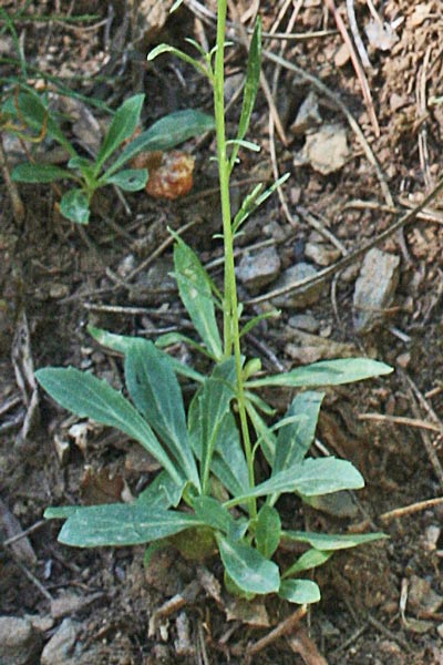Anarrhinum corsicum, Anarrino corso, Muffolaria di Corsica