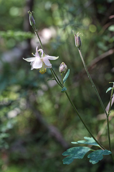 Aquilegia barbaricina, Aquilegia di Barbagia