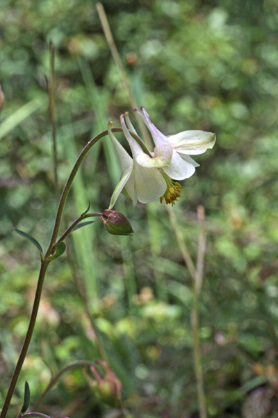 Aquilegia barbaricina, Aquilegia di Barbagia