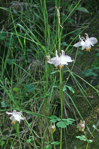 Aquilegia barbaricina, Aquilegia di Barbagia