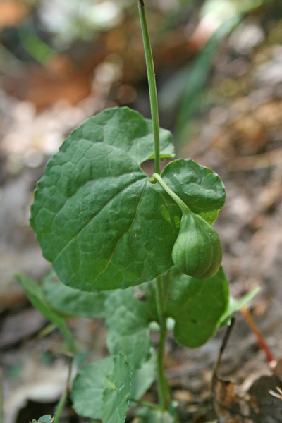 Aristolochia rotunda subsp. insularis, Aristolochia, Croccoriga burda, Para e mongia, Pistulochia