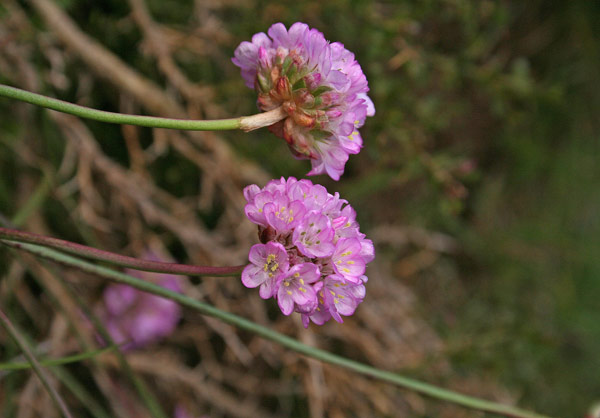 Armeria sardoa subsp. genargentea, Armeria del Gennargentu, Spillone di Sardegna
