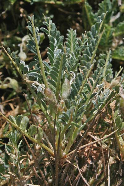 Astragalus sirinicus subsp. genargenteus, Astragalo del Gennargentu, Erb’e gamus