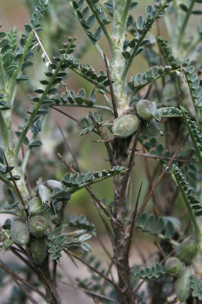 Astragalus thermensis, Astragalo di Sciacca, Erb’e gamus