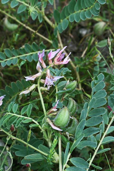 Astragalus verrucosus, Astragalo verrucoso