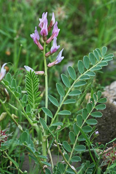 Astragalus verrucosus, Astragalo verrucoso