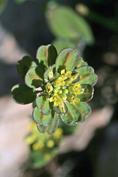 Bivonaea lutea, Bivonea gialla