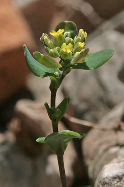 Bivonaea lutea, Bivonea gialla