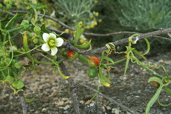 Bryonia marmorata, Brionia sardo-corsa, Zucca selvatica, Croccoriga aresti, C. burda
