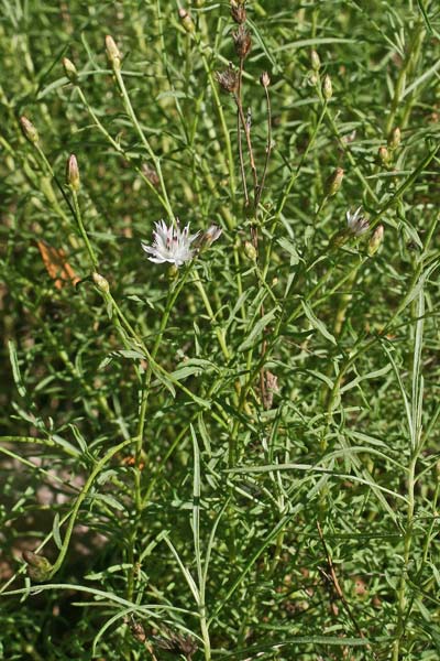 Centaurea magistrorum, Fiordaliso dei maestri