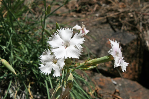 Dianthus mossanus, Garofano di Mossa