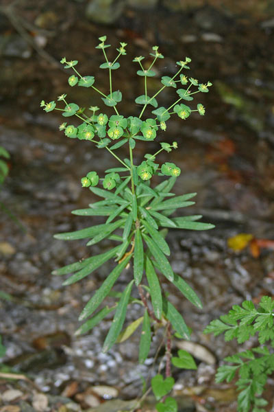 Euphorbia semiperfoliata, Euforbia semiperfogliata, Battiuriga, Cacalettu, Latte cattuligu, Lattorigu, Lua, Luba, Runtzedda, Titimbalu