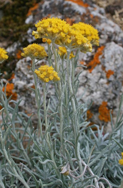 Helichrysum saxatile, Perpetuini di Sardegna, Allue fogu, Sempribiu