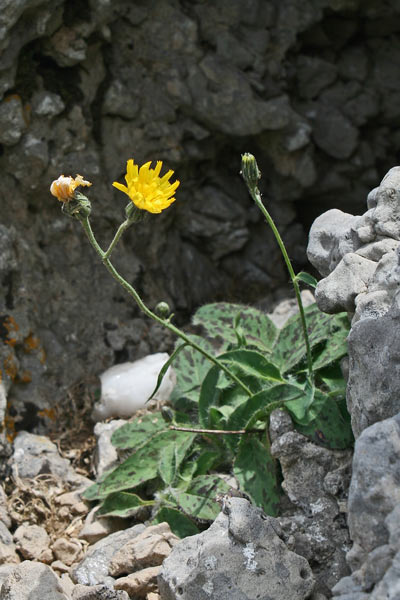 Hieracium irginianum, Sparviere di Sa Irgini