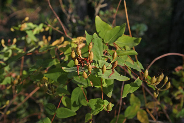 Hypericum hircinum, Erba caprina, Erba di San Giovanni, Ruta caprina, Murta crabina