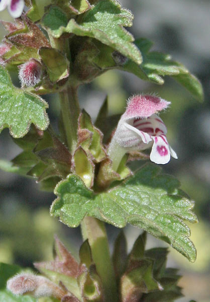 Lamium garganicum subsp. corsicum, Falsa-Ortica di Corsica, Pitzianti masedu