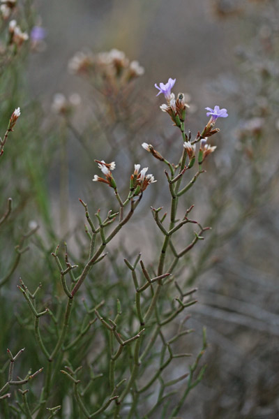 Limonium merxmuelleri subsp. sulcitanum, Limonio del Sulcis, Frori de mari