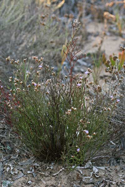 Limonium merxmuelleri subsp. sulcitanum, Limonio del Sulcis, Frori de mari