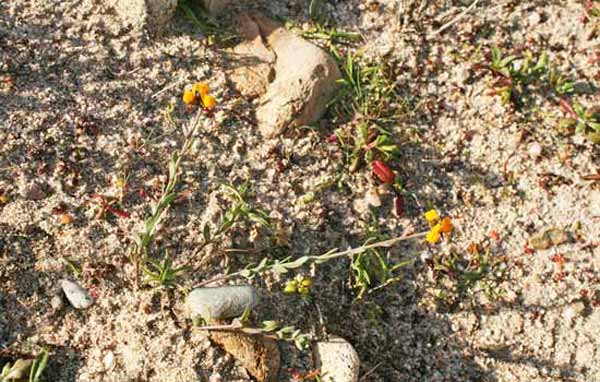 Linaria flava subsp. sardoa, Linajola sardo-corsa, Angolieddas, Angolias, Bucchixedd'e lioni