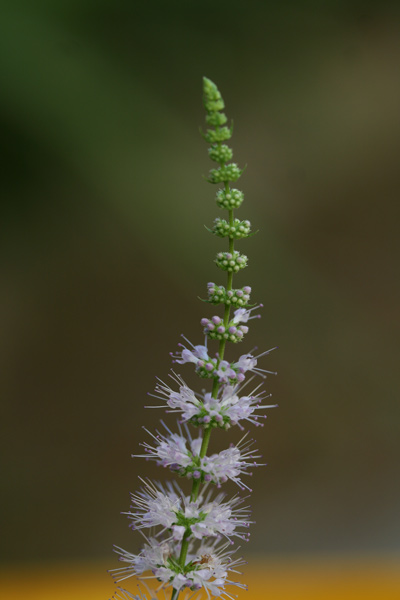 Mentha suaveolens subsp. insularis, Menta, Amenta
