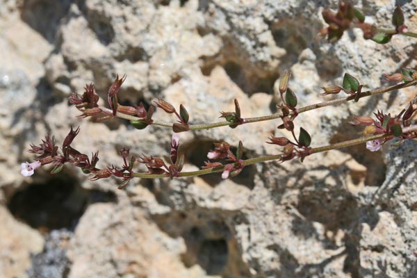 Micromeria filiformis, Issopo di Corsica