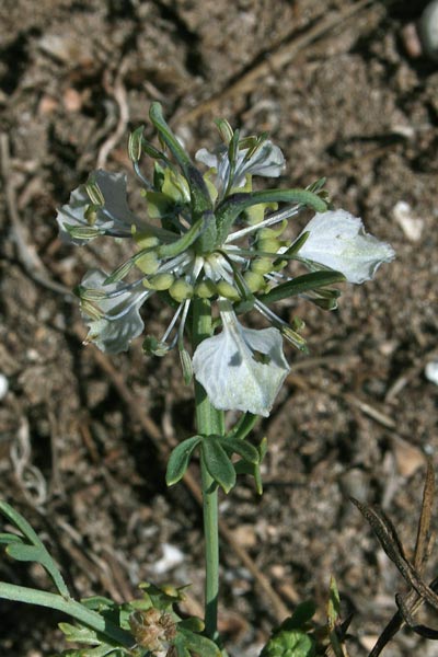 Nigella arvensis subsp. glaucescens, Damigella campestre, Nigella, Fiori de passioni