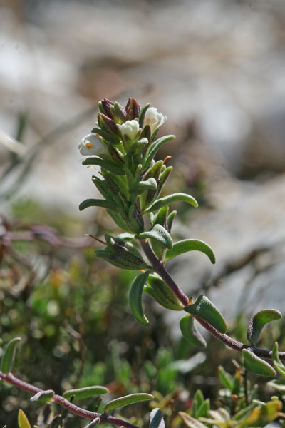 Odontites corsicus, Perlina sardo-corsa