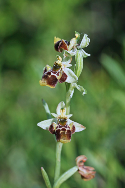 Ophrys conradiae, Ofride di Conrad, Ofride sarda, Mumuseddus, Musconi