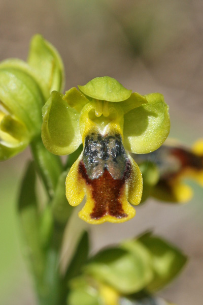 Ophrys liveranii, Ofride di Liverani