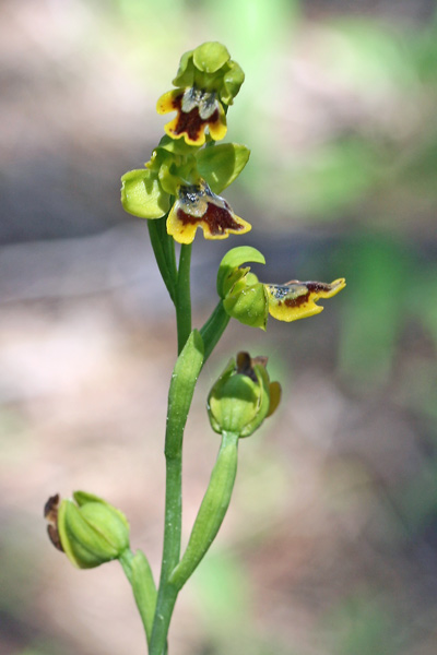 Ophrys liveranii, Ofride di Liverani