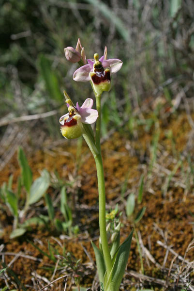 Ophrys tenthredinifera subsp. neglecta, Ofride negletta