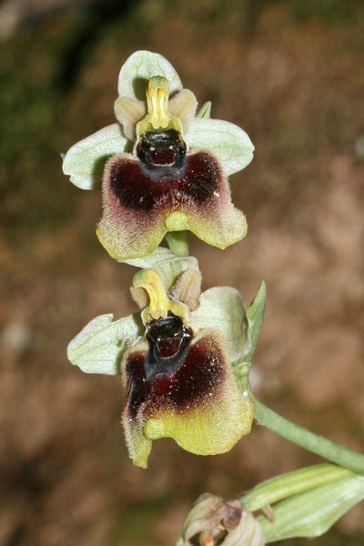 Ophrys normanii, Ofride di Norman