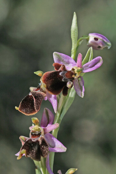 Ophrys panattensis, Ofride di Panatta