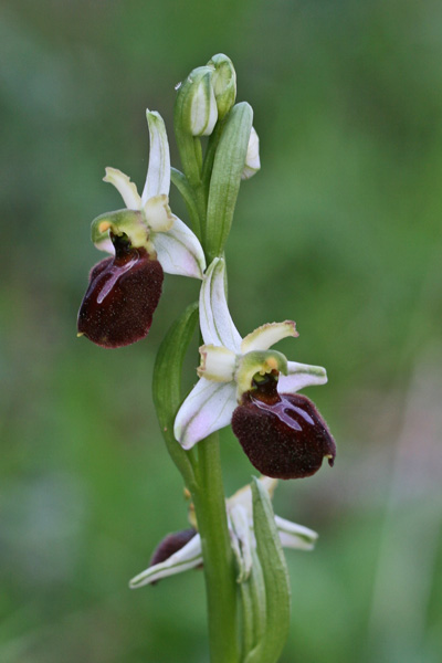 Ophrys panormitana, Ofride palermitana