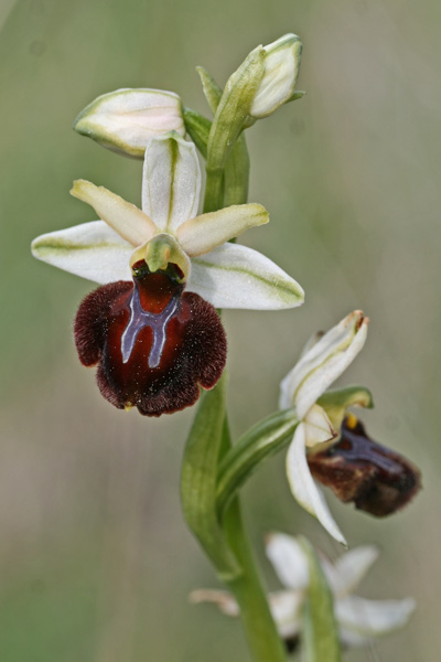 Ophrys panormitana, Ofride palermitana
