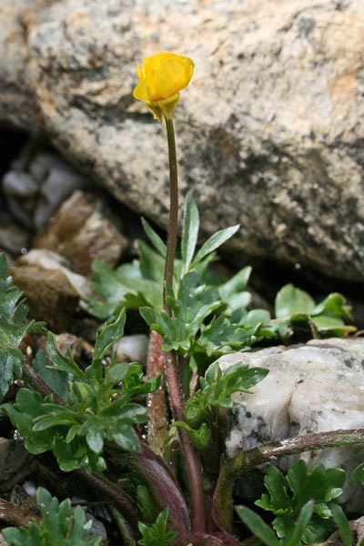 Ranunculus cordiger subsp. cordiger, Ranuncolo cordato