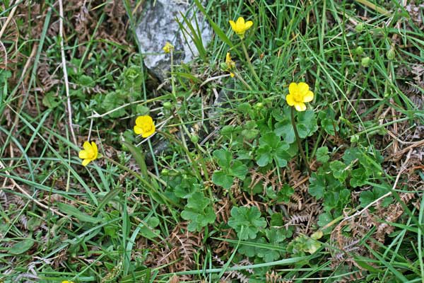Ranunculus cymbalariifolius, Ranuncolo a foglie di Cimbalaria
