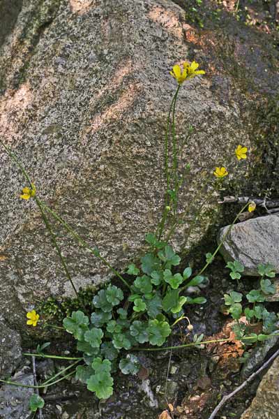 Ranunculus cymbalariifolius, Ranuncolo a foglie di Cimbalaria