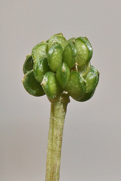 Ranunculus cordiger subsp. diffusus, Ranuncolo cordato diffuso