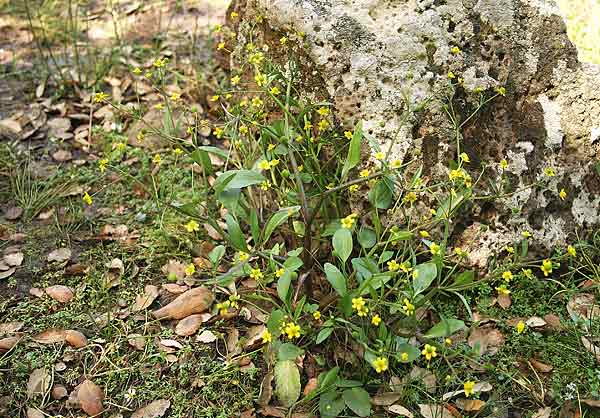 Ranunculus revelierei, Ranuncolo di Reveilliere, Ranuncolo di Reveliere