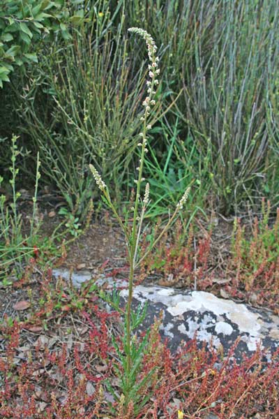 Reseda luteola subsp. dimerocarpa
