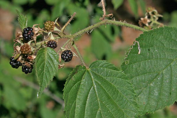 Rubus arrigonii, Rovo di Arrigoni