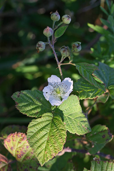 Rubus laconensis, Rovo di Laconi