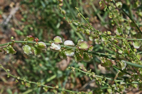 Rumex scutatus subsp. glaucescens, Romice scudato, R. glauco, Acetosa, Lampassu axedu