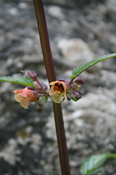 Scrophularia trifoliata, Scrofularia di Sardegna, Urtiga maseda, Suimele